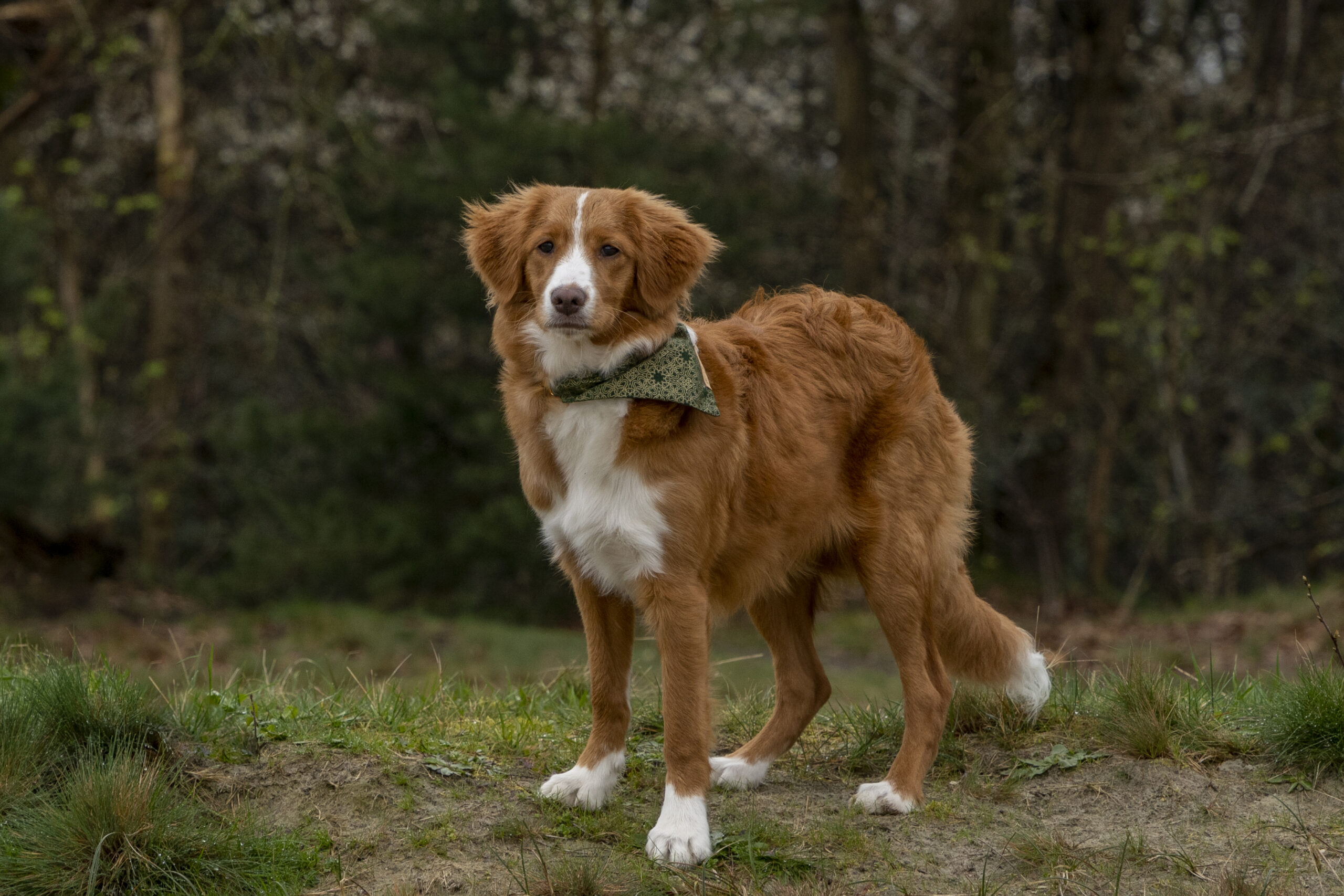 Familie, hond, lifestyle, jullie, gezin